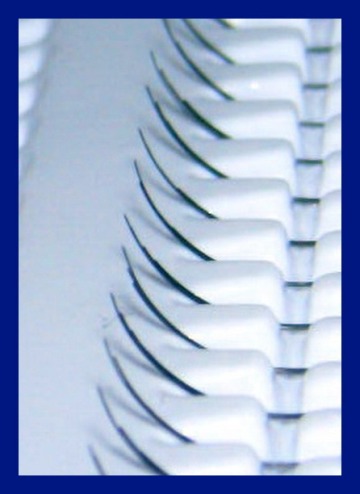 Single Lashes 3